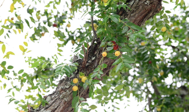 Người xưa nói: Trồng năm cây cảnh này trước sân, con cháu giàu có trăm đời-8