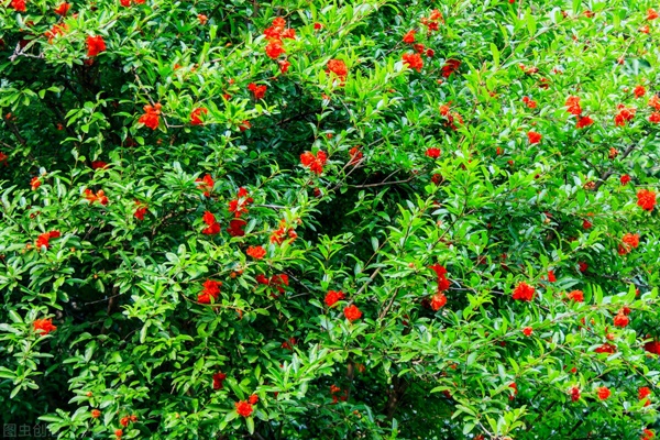 5 cây cảnh vượng tài, phú quý nhìn xấu lạ nhưng lại là vật cưng nhà giàu ưa thích-12