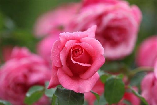 Từ giữa tháng 2 Âm lịch, 3 con giáp nhiệt tình, tận tâm, nỗ lực được ghi nhận