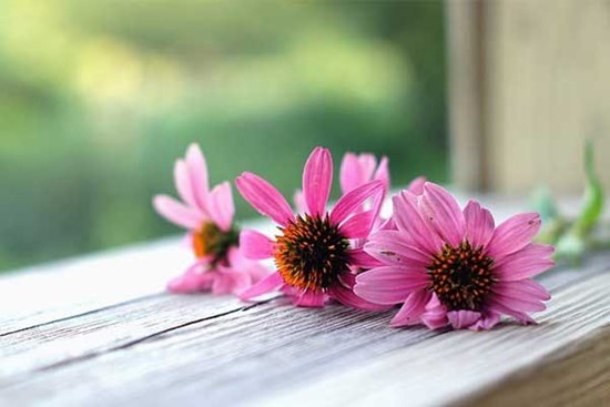 Tử vi ngày 2/3/2023: Tuổi Tý tiểu nhân dòm ngó, tuổi Thìn gặt hái kết quả