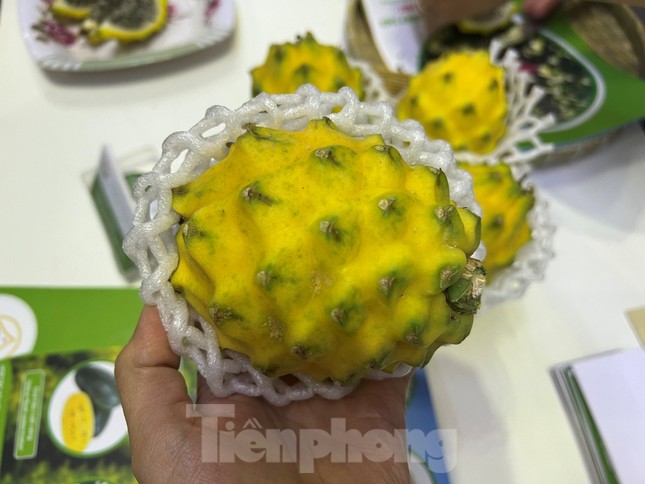 Lạ mắt thanh long vàng độc lạ, giá đắt gấp 15 lần loại thường-1