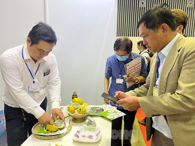 Lạ mắt thanh long vàng độc lạ, giá đắt gấp 15 lần loại thường-3