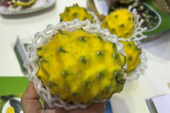 Lạ mắt thanh long vàng độc lạ, giá đắt gấp 15 lần loại thường