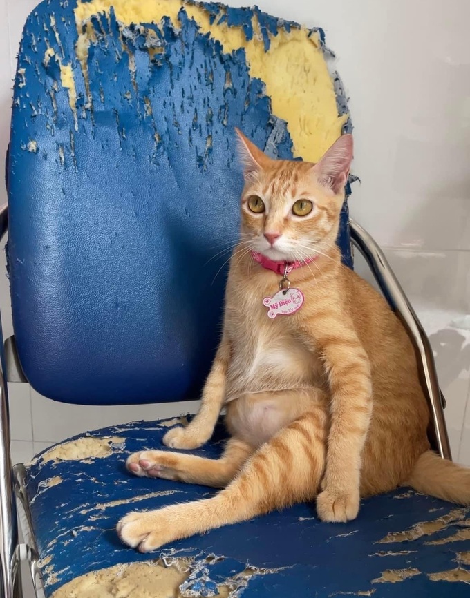 Gặp chủ của Mỹ Diệu - cô mèo hoang thành hiện tượng mạng nhờ dáng bầy hầy-1