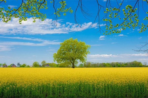 Người sinh vào 4 ngày Âm lịch này, khôn khéo hơn người, càng về sau càng vinh hiển-4