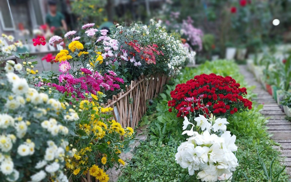 Khu vườn gần 60 loại cúc khoe sắc quanh năm ở Yên Bái-2
