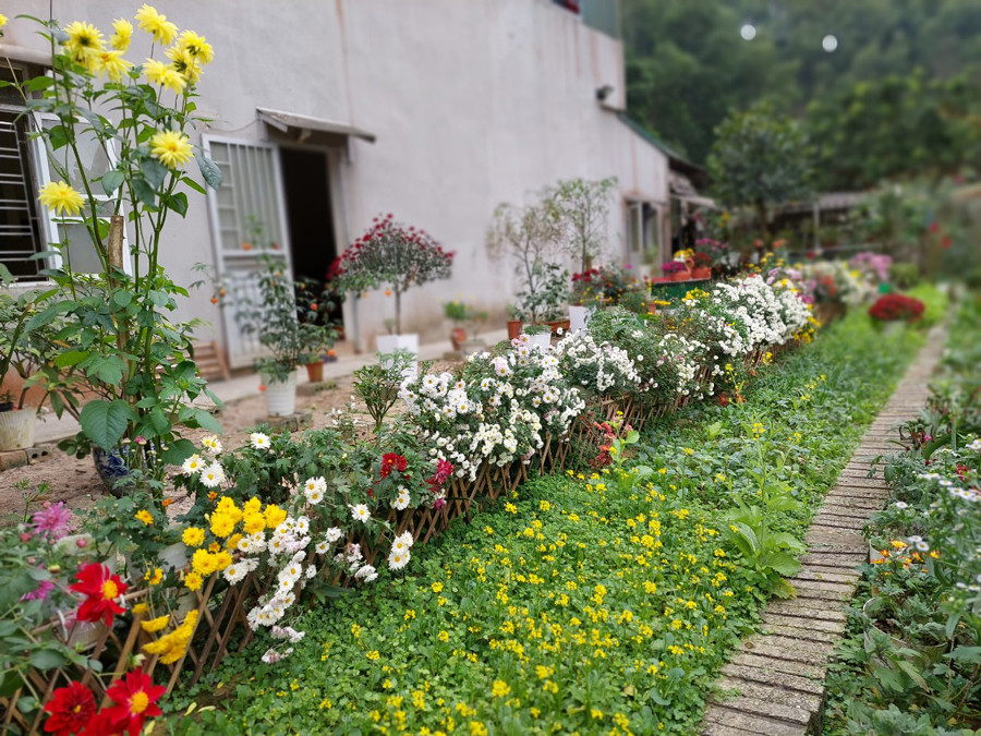 Khu vườn gần 60 loại cúc khoe sắc quanh năm ở Yên Bái-3