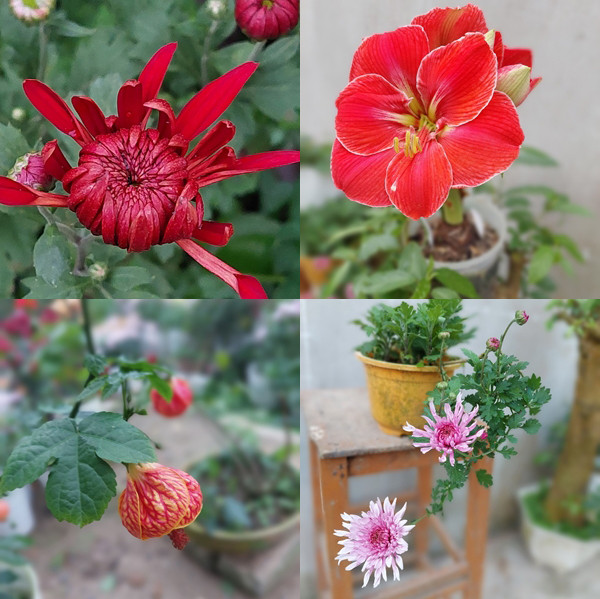 Khu vườn gần 60 loại cúc khoe sắc quanh năm ở Yên Bái-4