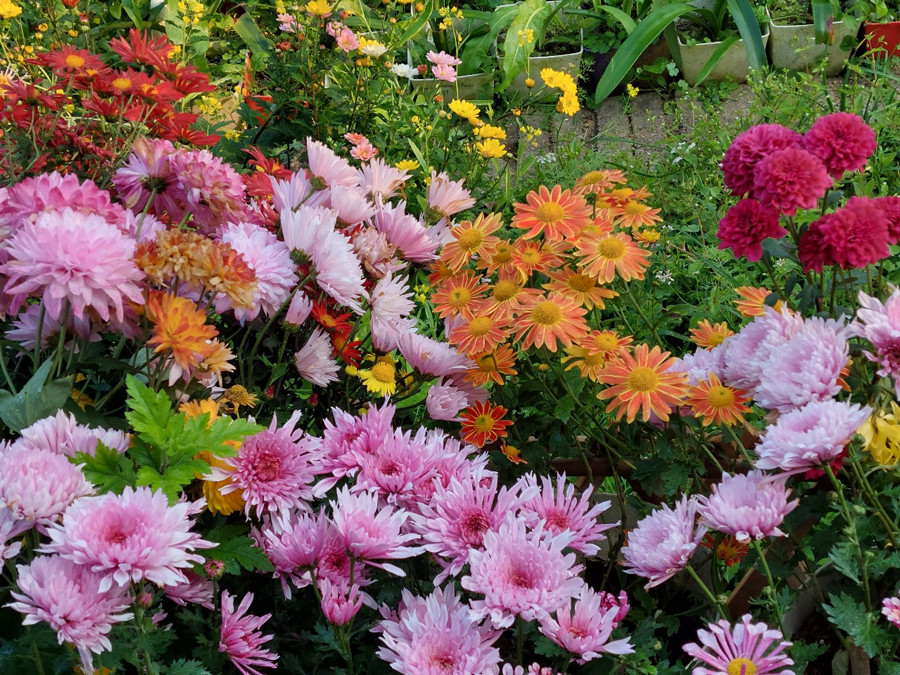 Khu vườn gần 60 loại cúc khoe sắc quanh năm ở Yên Bái-5