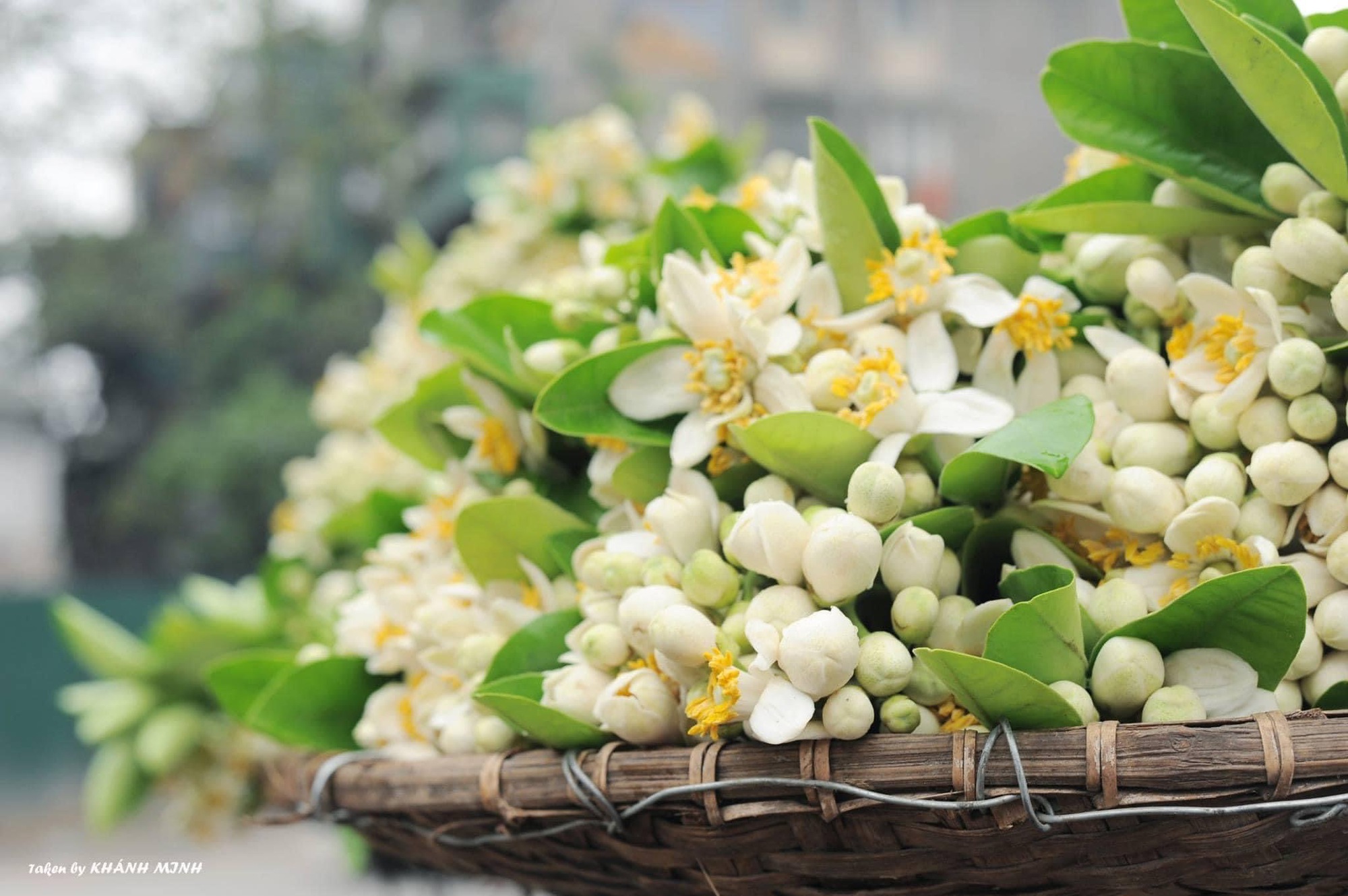 Món ăn thanh cảnh của người Hà Nội: Đặc sản tháng 3 mang hương vị thơm ngát không phải ai cũng biết đến-4