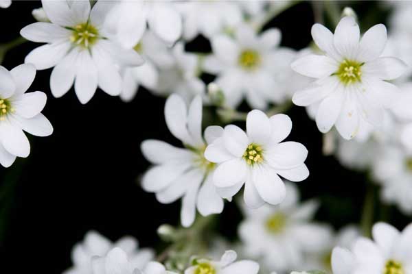 Tử vi ngày 4/3/2023: Tuổi Ngọ tình cảm xáo trộn, tuổi Dậu thuận buồm xuôi gió-4