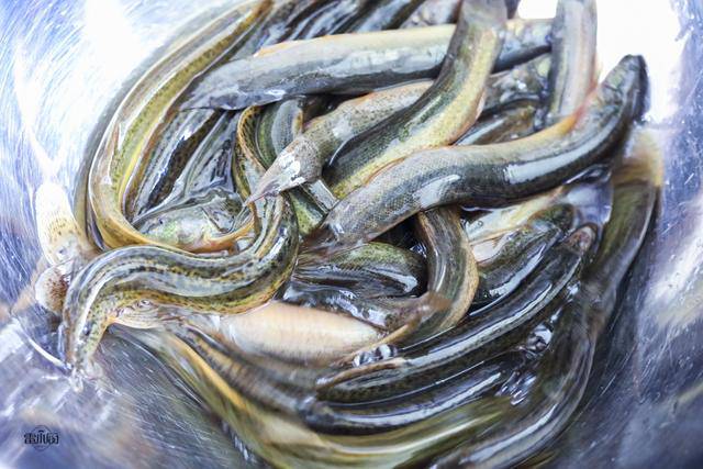 Nhân sâm dưới nước bán đầy chợ mua về nấu kiểu này vừa ngon lại bồi bổ sức khoẻ-1