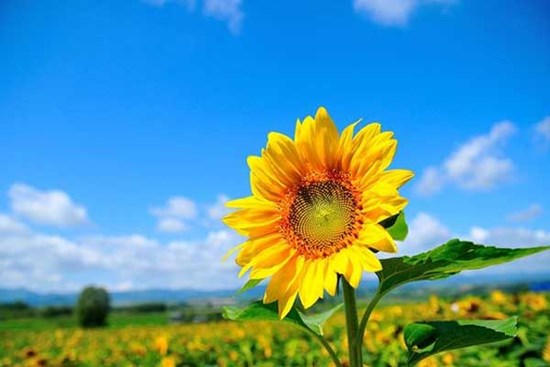 Tử vi ngày 4/3/2023: Tuổi Ngọ tình cảm xáo trộn, tuổi Dậu thuận buồm xuôi gió