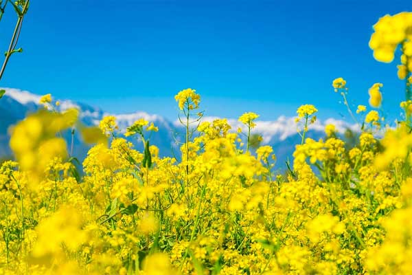 Tử vi ngày 4/3/2023: Tuổi Ngọ tình cảm xáo trộn, tuổi Dậu thuận buồm xuôi gió-2