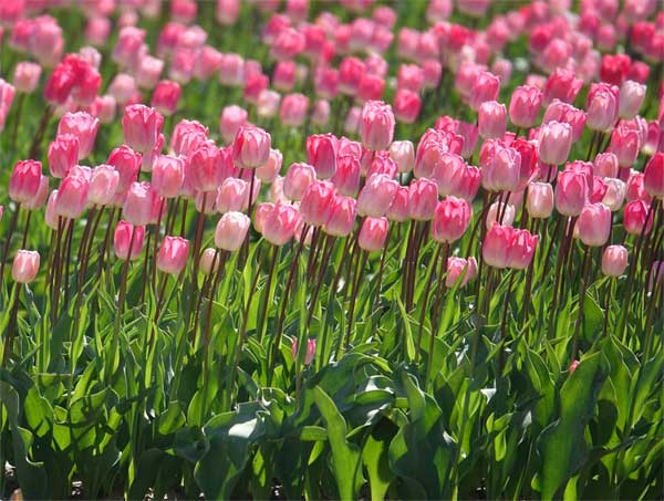 Tử vi ngày 4/3/2023: Tuổi Ngọ tình cảm xáo trộn, tuổi Dậu thuận buồm xuôi gió-3