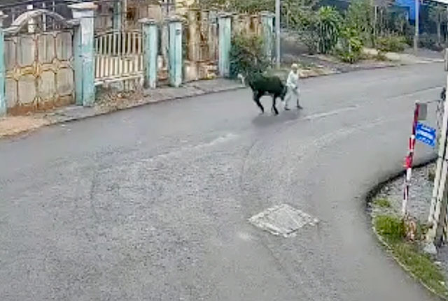 Cụ bà 78 tuổi ở TPHCM bị ‘bò điên’ húc văng đã tử vong-1