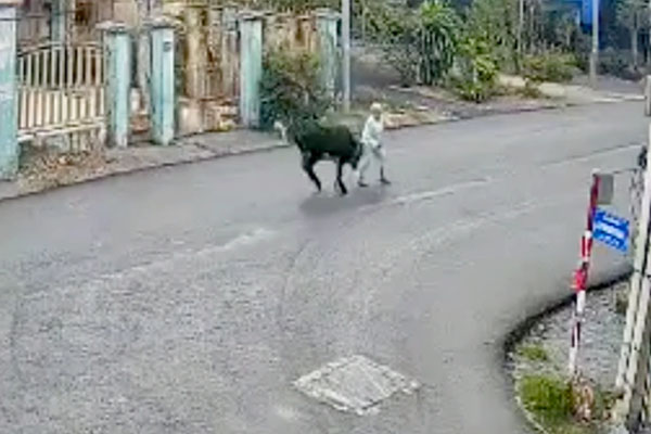 Clip: Đang đi dạo, người đàn ông bị bò điên húc tử vong-1
