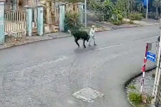 Cụ bà 78 tuổi ở TPHCM bị ‘bò điên’ húc văng đã tử vong