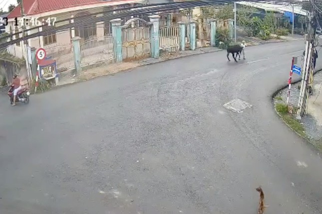 Cụ bà tử vong sau khi bị bò điên húc: Trách nhiệm của chủ con bò ra sao?-1