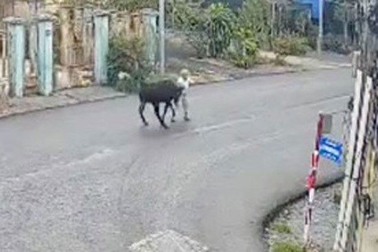 Cụ bà tử vong sau khi bị bò 