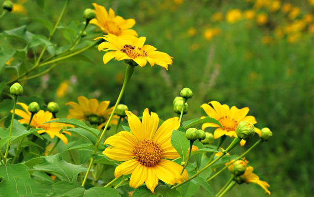 6 tháng đầu năm 2023, 3 con giáp năng động, ứng biến tốt, đón sóng tài lộc, làm ăn sinh lời-3