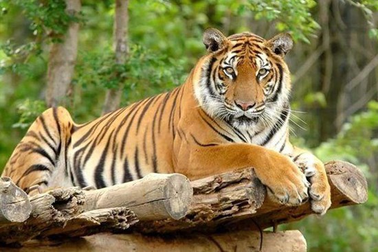 3 con giáp đón nhận điều may, kiếm tiền đầy túi trong 10 ngày tới