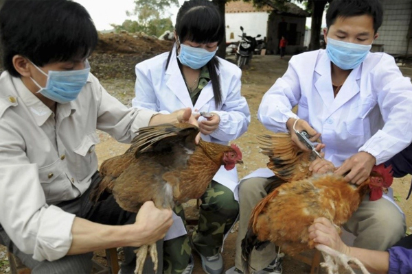 Cách phân biệt nhiễm cúm gia cầm H5N1, cúm mùa và COVID-19-1