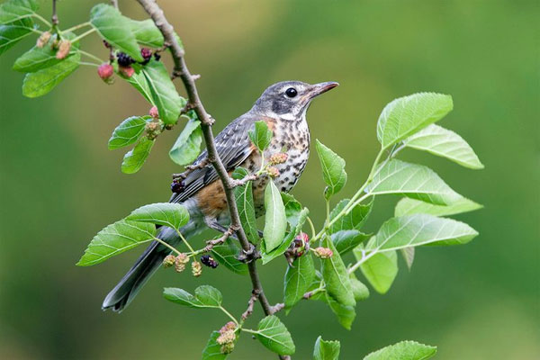 Gia đình có 3 con giáp này mỗi ngày một niềm vui mới, rắc rối lùi xa, không ai tụt lại phía sau-2