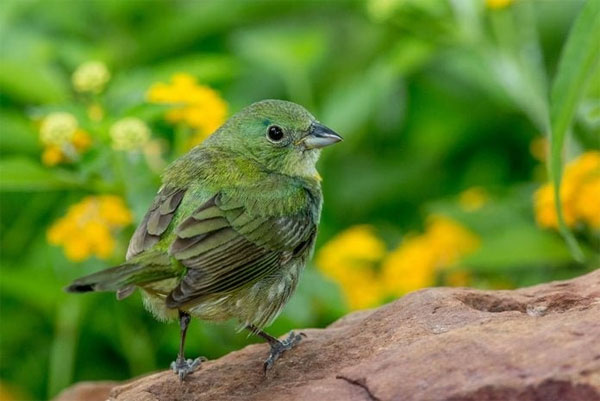 Gia đình có 3 con giáp này mỗi ngày một niềm vui mới, rắc rối lùi xa, không ai tụt lại phía sau-4