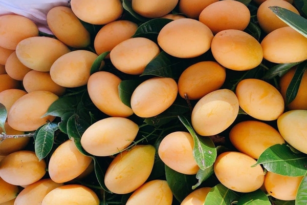 Hà Nội: Hoa quả đặc sản tưởng rẻ hóa đắt, loại đắt giá lại rẻ không tưởng-9