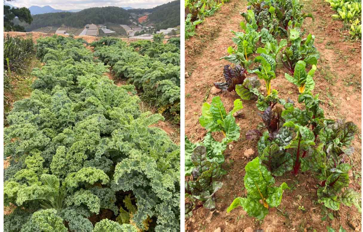Cô gái bỏ phố lên Đà Lạt chữa lành: Chưa kịp làm gì thì tiêu gần 100 triệu, mượn tiền thuê đất trồng rau duy trì cuộc sống-3