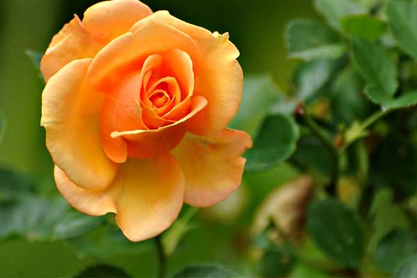 Sinh vào 4 tháng Âm lịch này, giỏi giao tiếp, tư duy linh hoạt, năm 2023 đạt đỉnh cao sự nghiệp-1