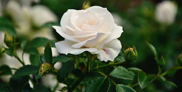 Sinh vào 4 tháng Âm lịch này, giỏi giao tiếp, tư duy linh hoạt, năm 2023 đạt đỉnh cao sự nghiệp-3