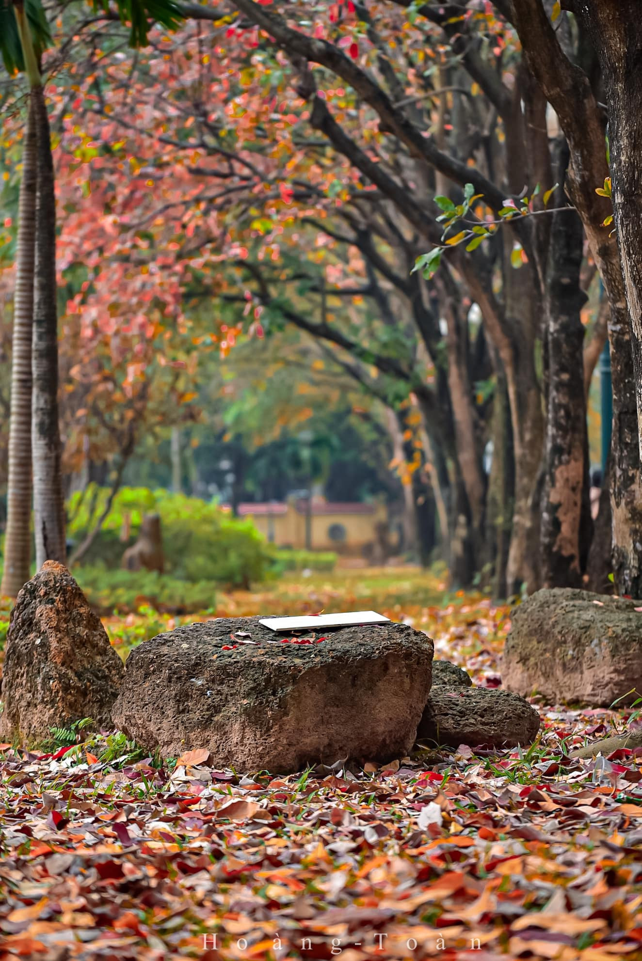 Con đường tình yêu giữa lòng Hà Nội thay màu lá, cảnh đẹp tựa mùa thu Hàn Quốc-3
