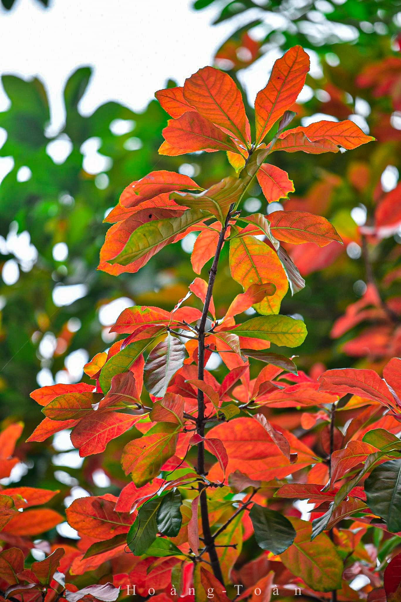 Con đường tình yêu giữa lòng Hà Nội thay màu lá, cảnh đẹp tựa mùa thu Hàn Quốc-4