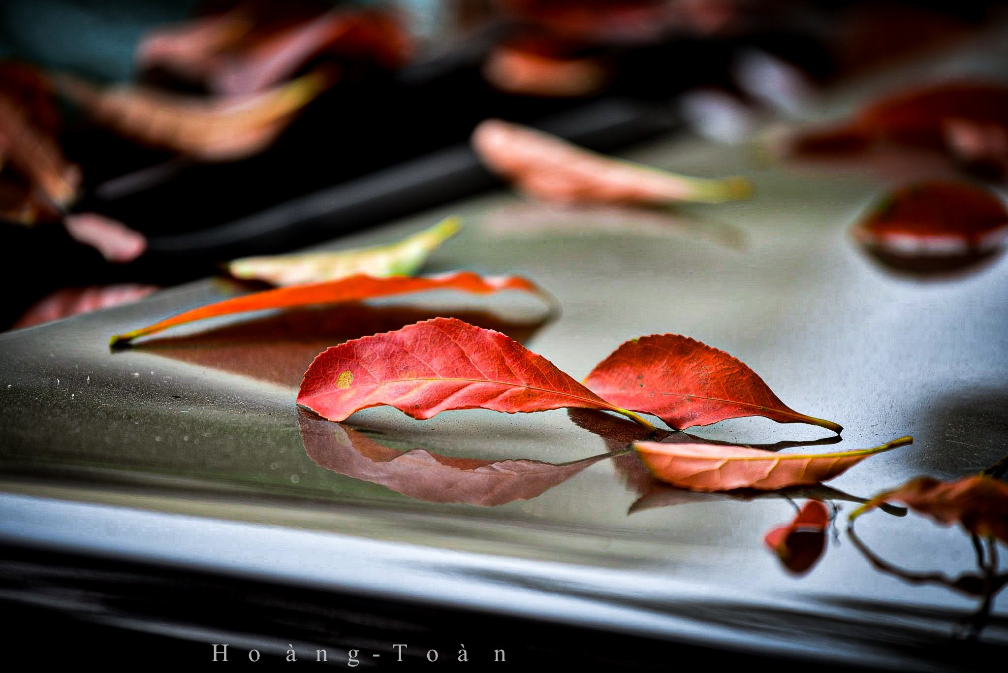 Con đường tình yêu giữa lòng Hà Nội thay màu lá, cảnh đẹp tựa mùa thu Hàn Quốc-6
