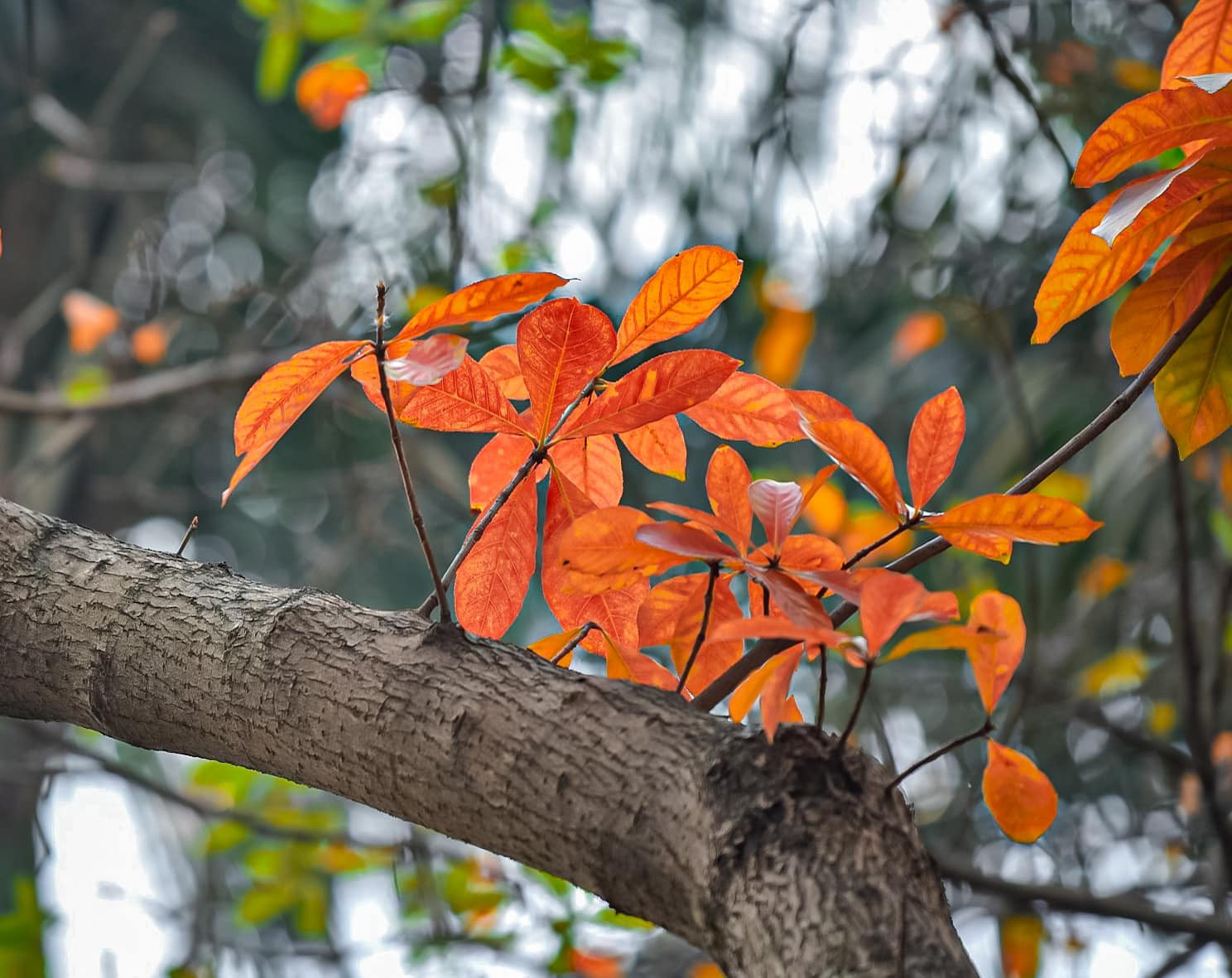 Con đường tình yêu giữa lòng Hà Nội thay màu lá, cảnh đẹp tựa mùa thu Hàn Quốc-9