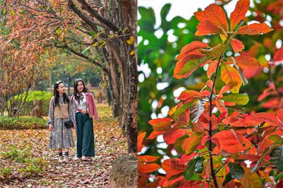 Con đường tình yêu giữa lòng Hà Nội thay màu lá, cảnh đẹp tựa mùa thu Hàn Quốc