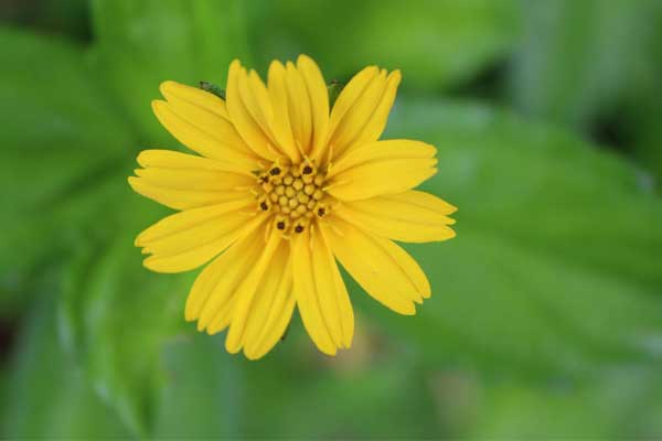 Tuần mới từ 6/3, 3 con giáp phát huy năng lực, kinh doanh cực vượng, tiền tài tới tay-1