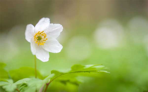 Tuần mới từ 6/3, 3 con giáp phát huy năng lực, kinh doanh cực vượng, tiền tài tới tay-2