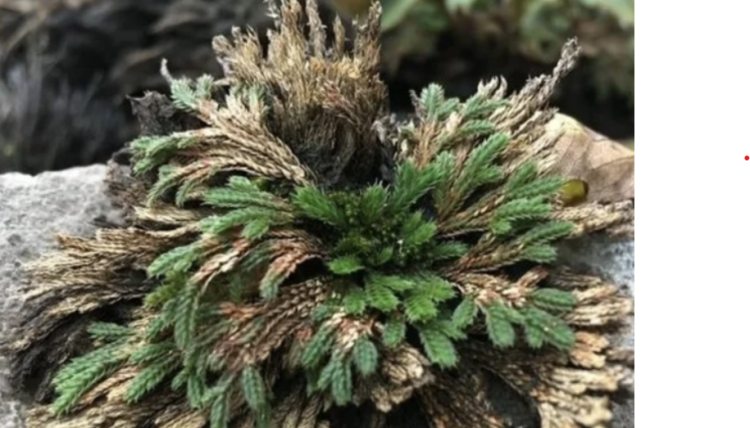 Cỏ hoàn hồn mọc từ kẽ đá, phơi khô đem bán thu tiền đếm mỏi tay-1