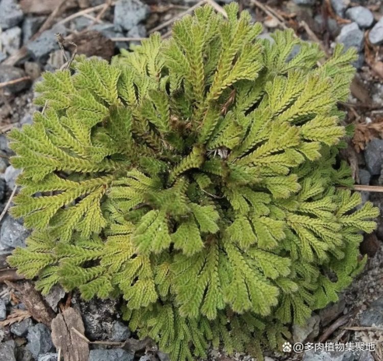 Cỏ hoàn hồn mọc từ kẽ đá, phơi khô đem bán thu tiền đếm mỏi tay-2