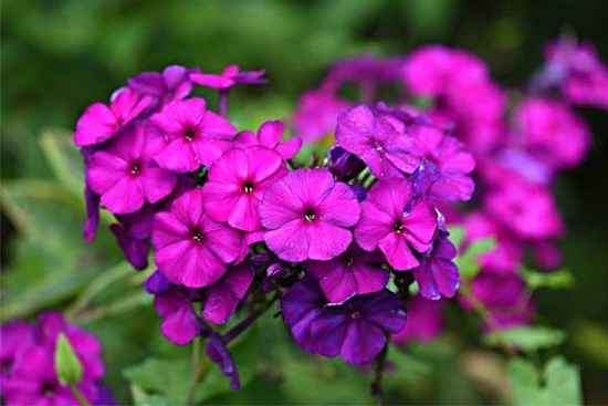 Tử vi ngày 7/3/2023: Tuổi Sửu tin vui cát lành, tuổi Mùi khó tránh rắc rối