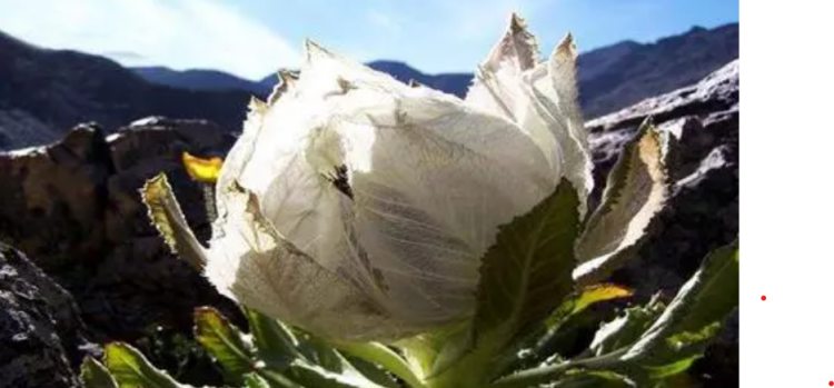 Bắp cải nở hoa” trên núi, giá đến hàng trăm triệu mà không ai dám hái-2
