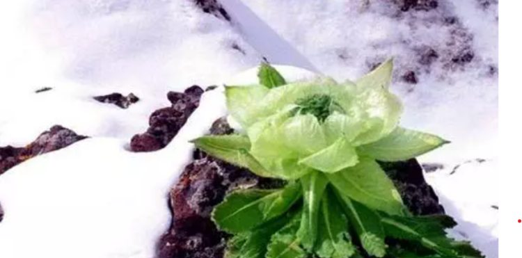 Bắp cải nở hoa” trên núi, giá đến hàng trăm triệu mà không ai dám hái-3