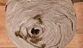 Nhà tôi may mắn vì nhiều năm nay có tò vò làm tổ trong nhà-1