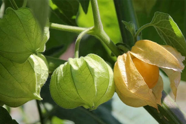 Loại quả ở Việt Nam mọc đầy đường, người Nhật lại bán gần triệu 1 kg-2