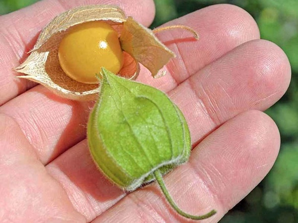 Loại quả ở Việt Nam mọc đầy đường, người Nhật lại bán gần triệu 1 kg-3