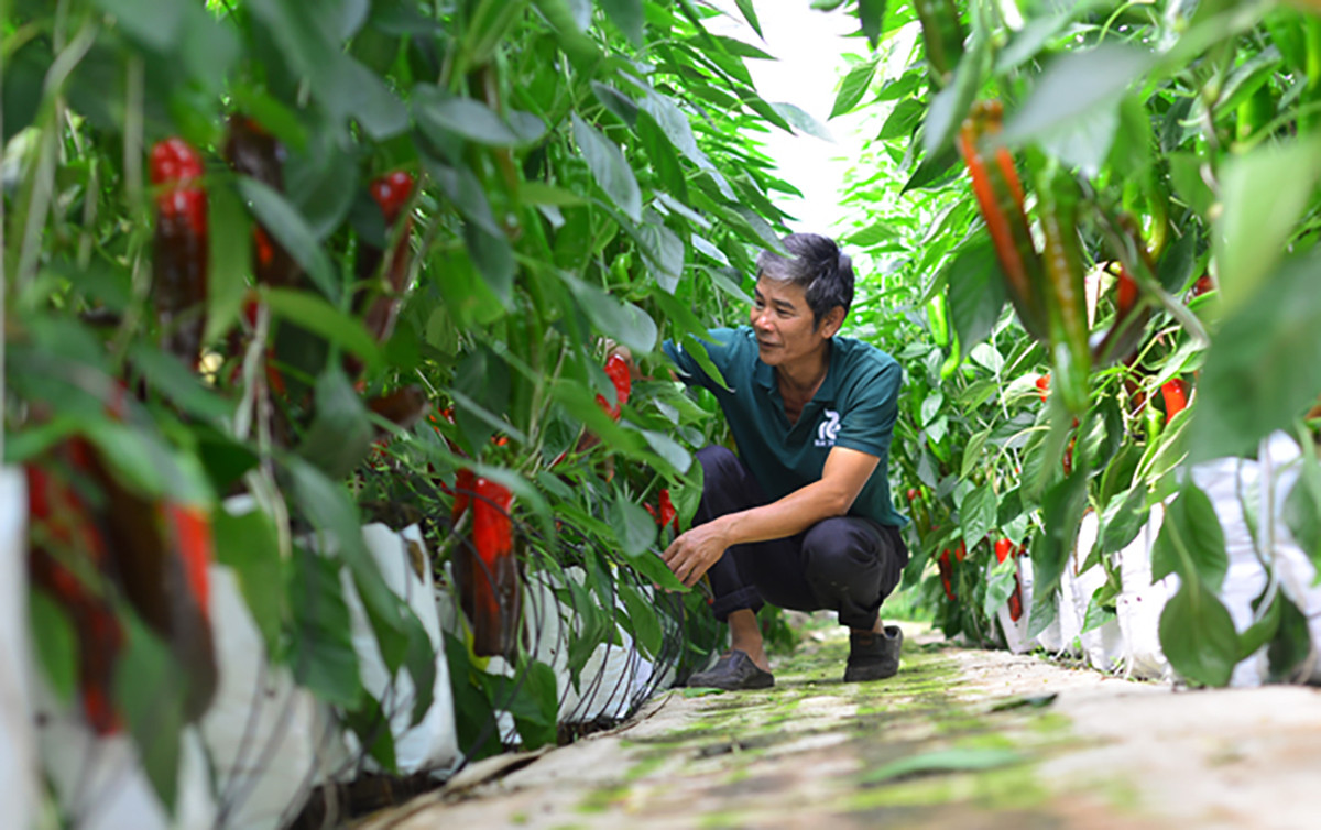 Một loại ớt bỗng thành hàng hot, giá đắt đỏ vẫn được chị em săn mua-3