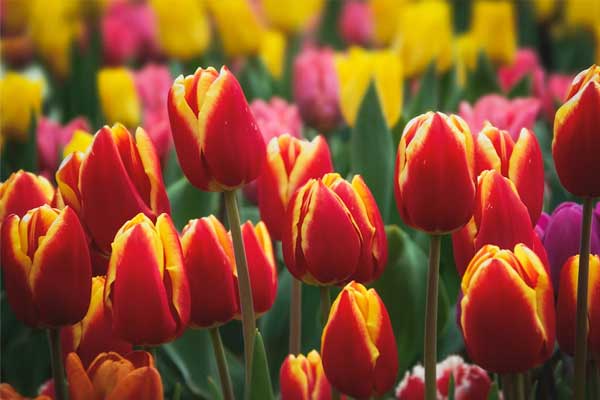 Tử vi ngày 7/3/2023 của 12 cung hoàng đạo: Bạch Dương tài chính tạm ổn, Nhân Mã năng lượng dồi dào-1